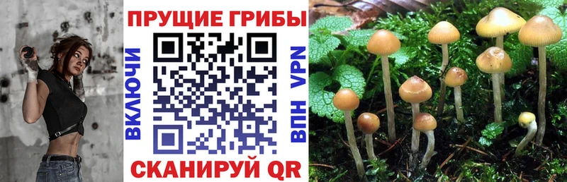 где купить наркоту  darknet формула  Галлюциногенные грибы Psilocybe  Новоржев 